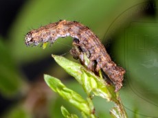 Allophyes oxyacanthae_гусеница II_3